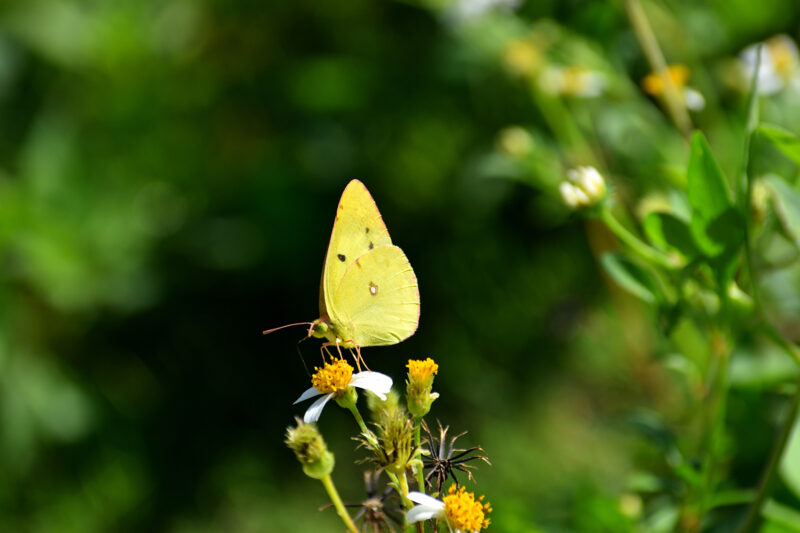 花に止まっている黄色い蝶々1