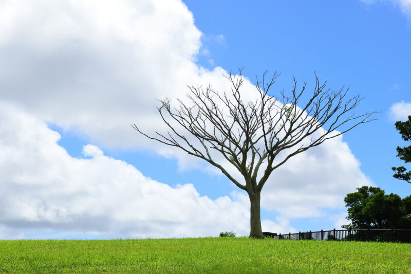 沖縄県沖縄市倉敷ダムのヤンバルムイの木
