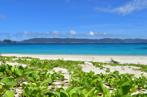 海辺の植物と綺麗な海／沖縄県座間味島古座間味ビーチ