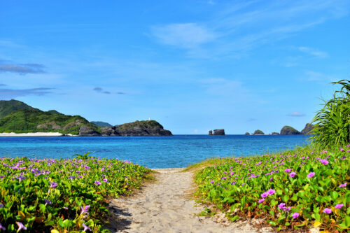 海辺の植物と碧い海／沖縄県座間味島阿真ビーチ